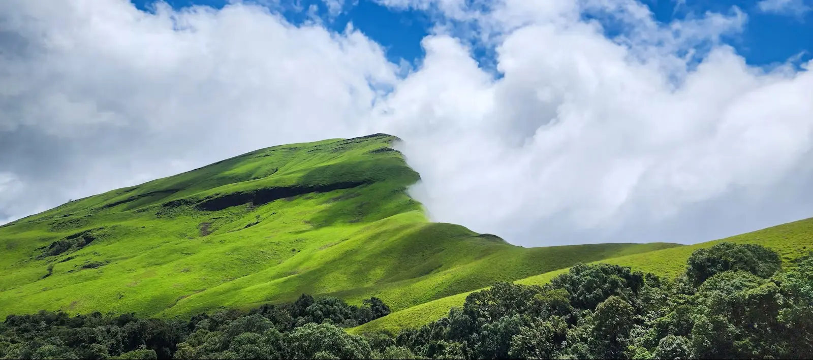 Misty forest sunrise in the Western Ghats